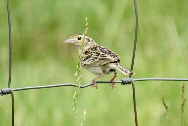 Grasshopper Sparrow