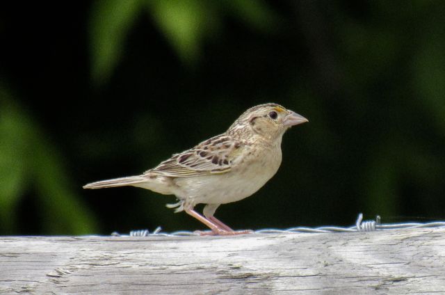 Grasshopper Sparrow