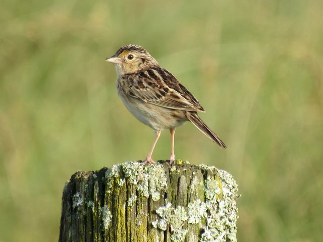 Grasshopper Sparrow