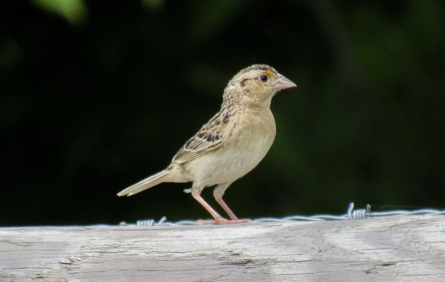 Grasshopper Sparrow