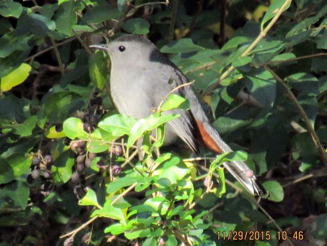 Gray Catbird