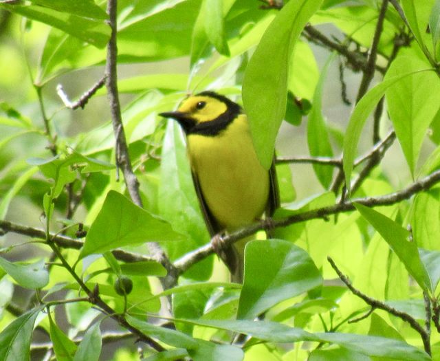 Hooded Warbler