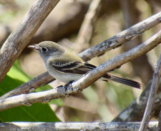 Least Flycatcher