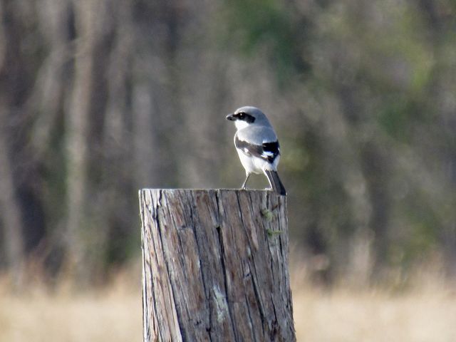 Loggerhead Shrike