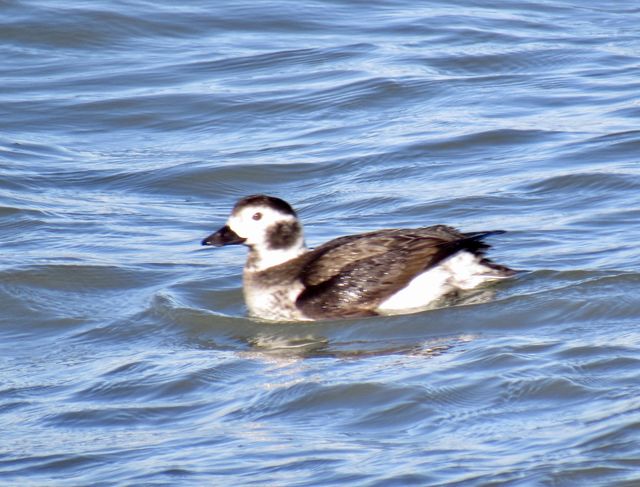 Long-tailed Duck