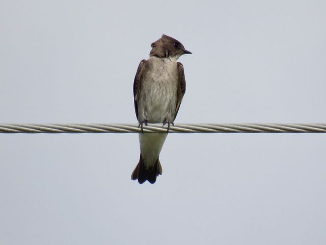 Northern Rough-winged Swallow