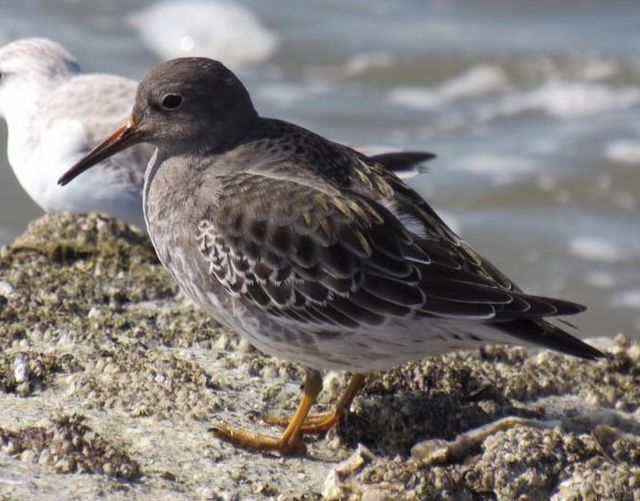 Purple Sandpiper