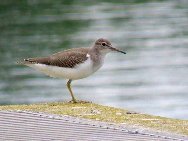 Spotted Sandpiper