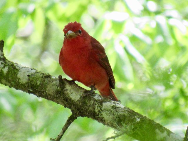 Summer Tanager