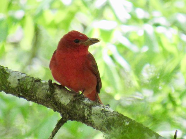 Summer Tanager