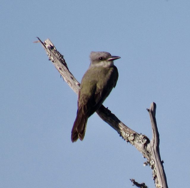 Tropical Kingbird