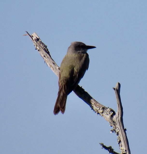 Tropical Kingbird