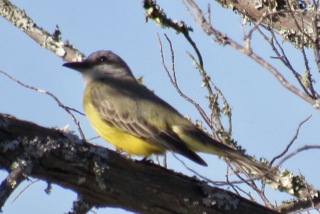 Tropical Kingbird