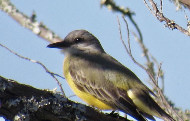 Tropical Kingbird