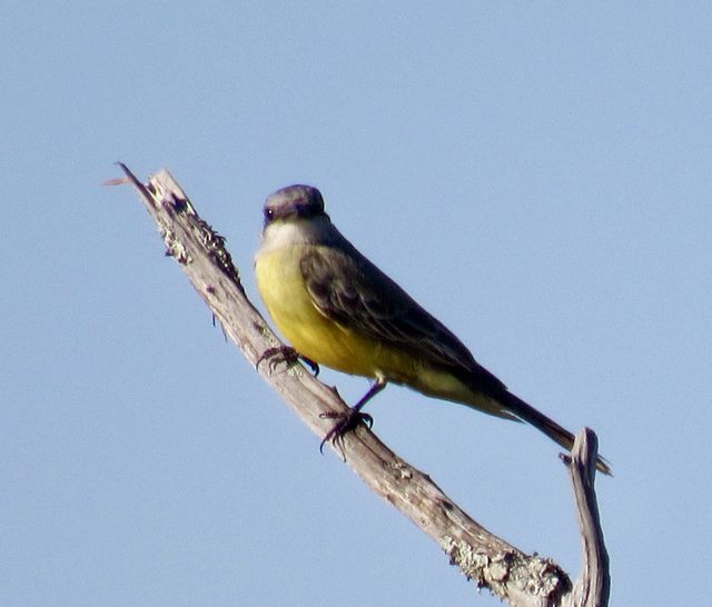 Tropical Kingbird