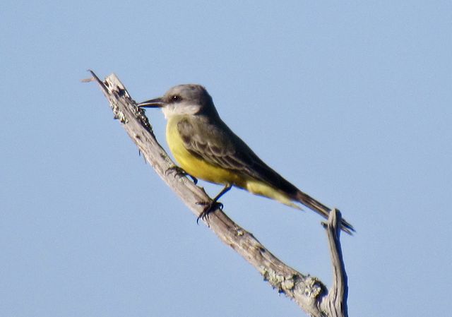 Tropical Kingbird