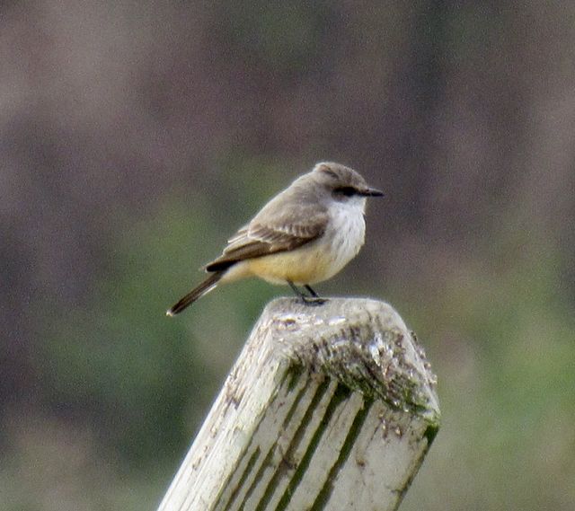 Vermilion Flycatcher