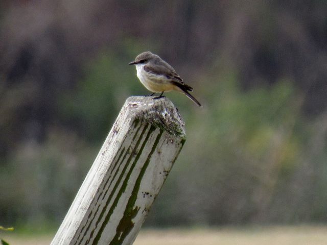 Vermilion Flycatcher