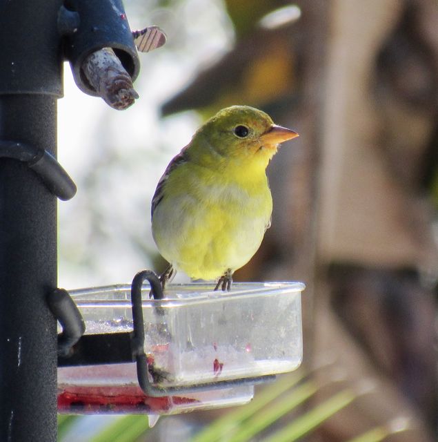 Western Tanager