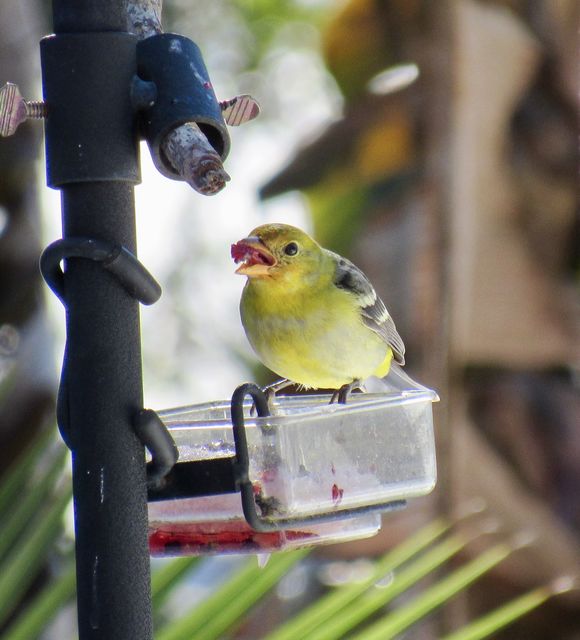 Western Tanager