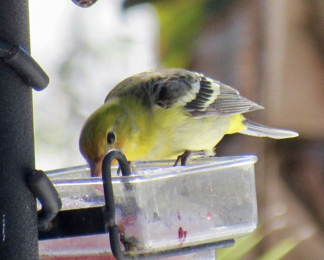 Western Tanager