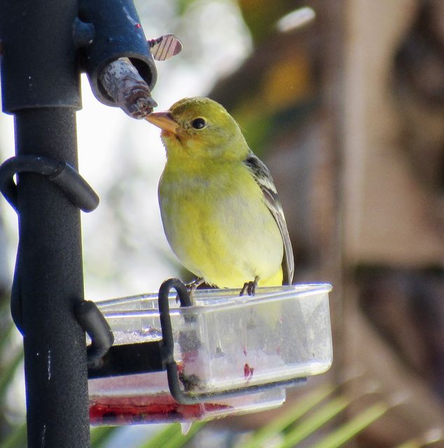 Western Tanager