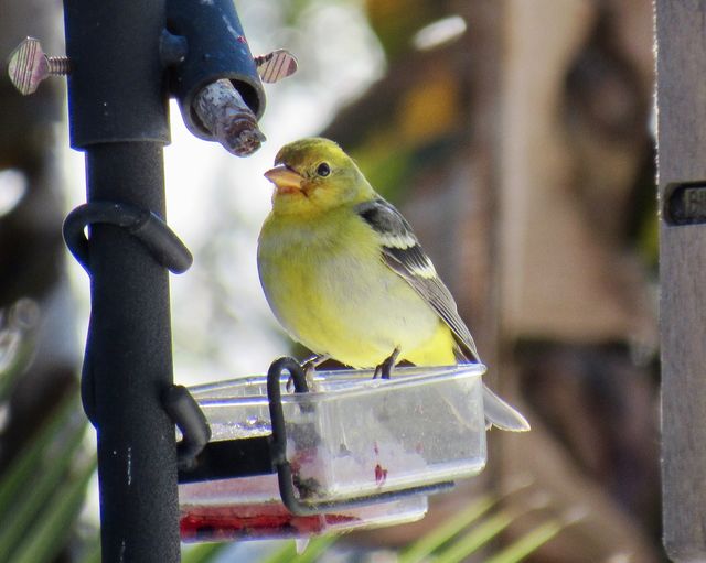 Western Tanager