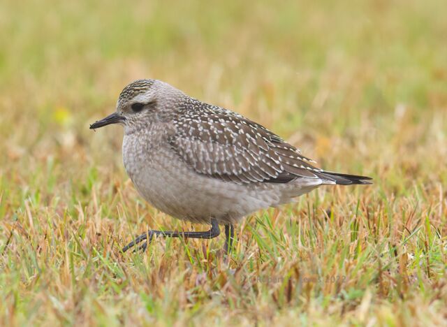 American Golden-Plover