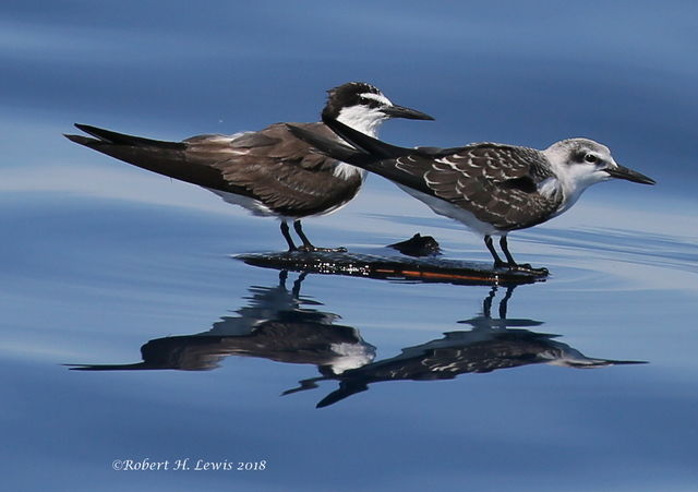 Bridled Tern