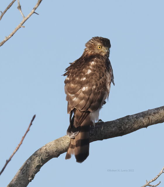 Cooper's Hawk