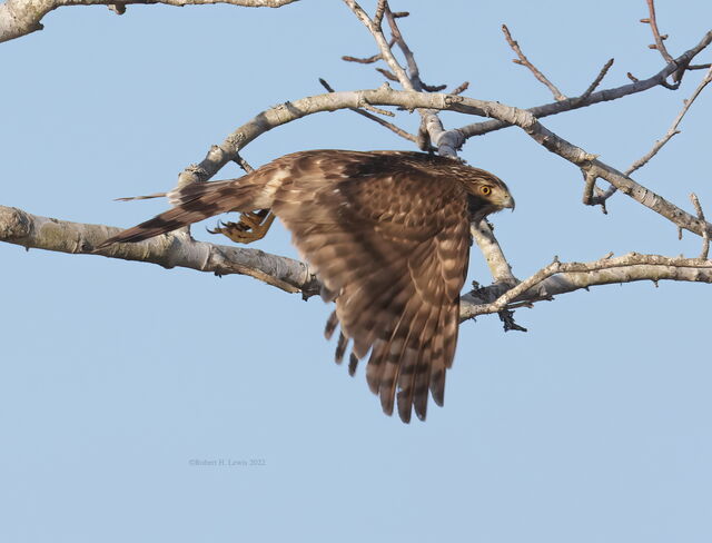 Cooper's Hawk