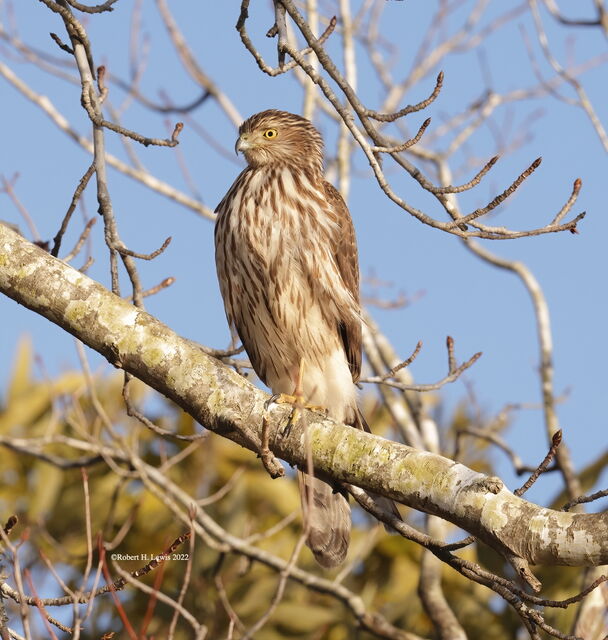 Cooper's Hawk