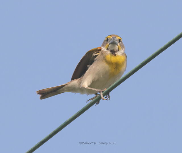 Dickcissel