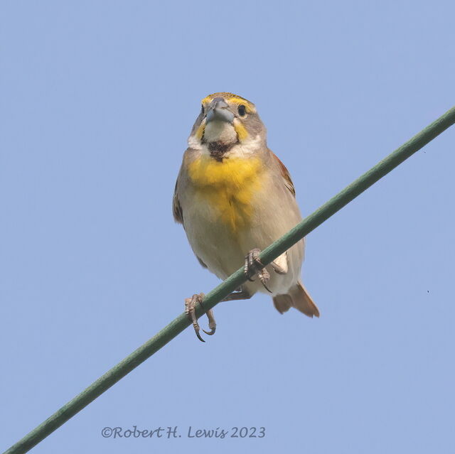 Dickcissel