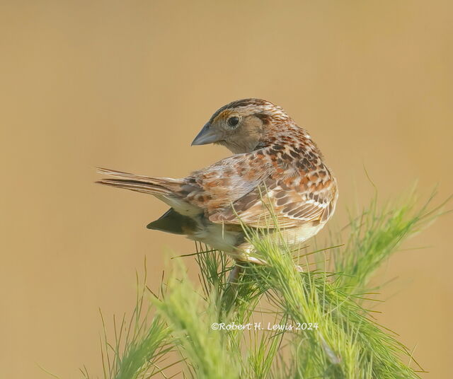 Grasshopper Sparrow