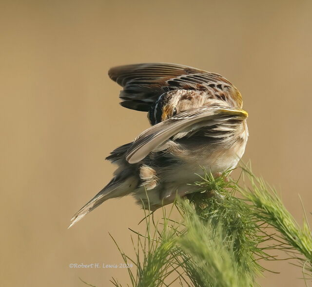 Grasshopper Sparrow