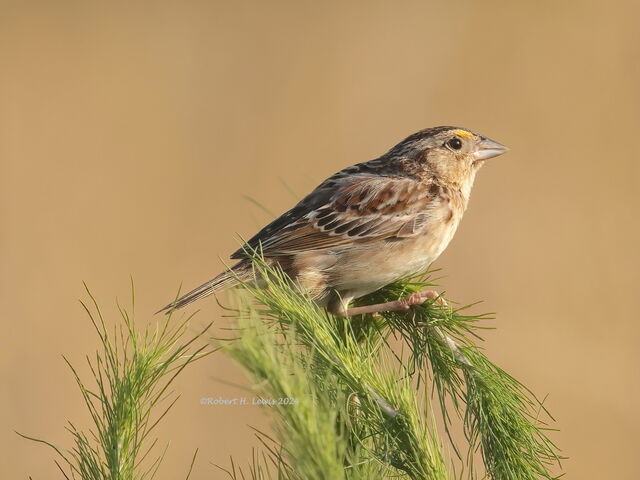 Grasshopper Sparrow