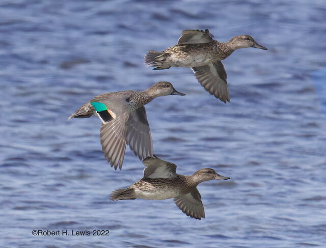 Green-winged Teal