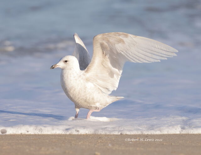 Iceland Gull