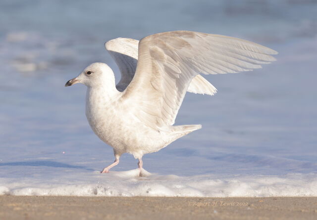 Iceland Gull