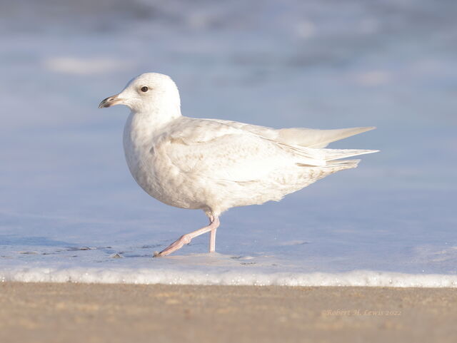 Iceland Gull