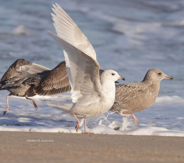 Iceland Gull