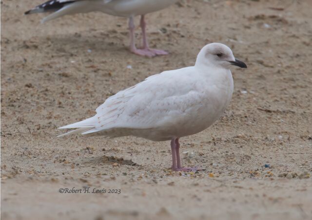 Iceland Gull