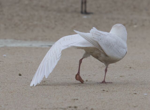 Iceland Gull