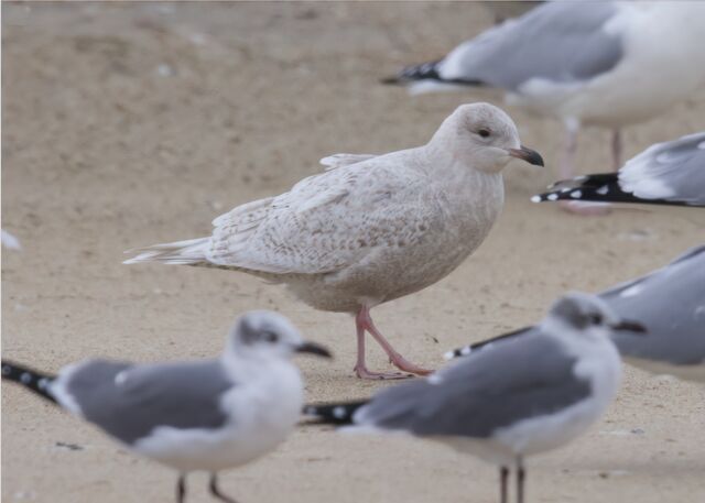 Iceland Gull