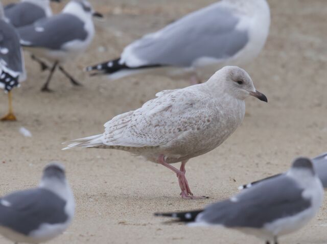 Iceland Gull