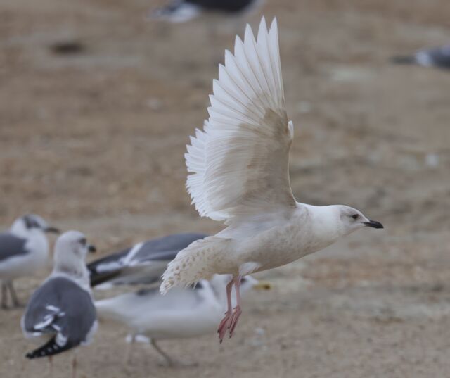 Iceland Gull