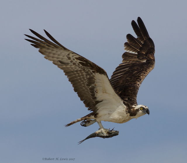 osprey i