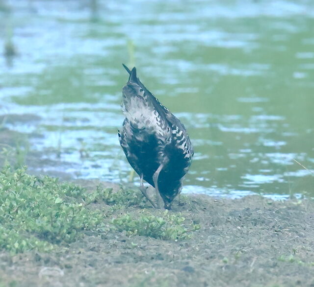 Pacific Golden-Plover