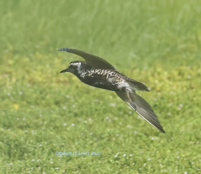 Pacific Golden-Plover